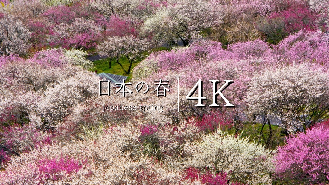 【今が見頃の三重の絶景】いなべ市梅林公園の梅まつり - JAPAN in 4K