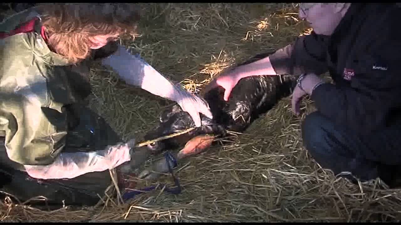Calving the Dairy Cow