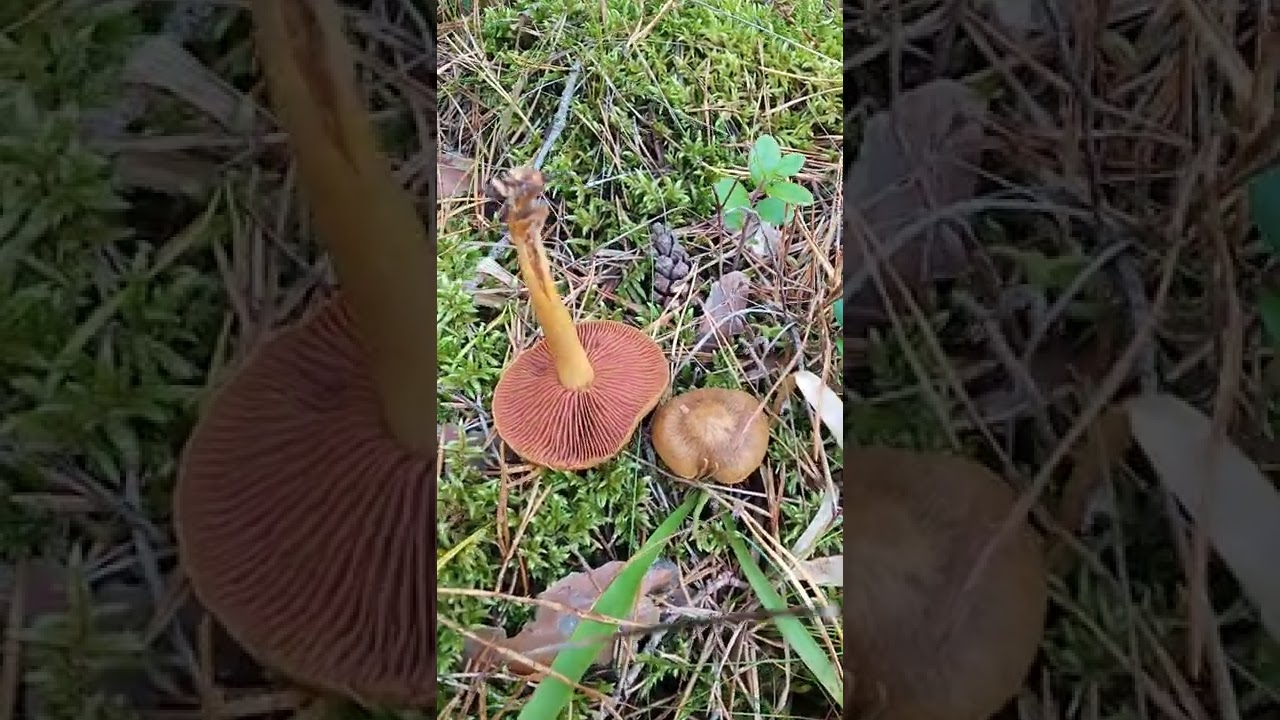 Silnie trujący zasłonak purpurowoblaszkowy powodujący podstępne zatrucia orellaninowe.