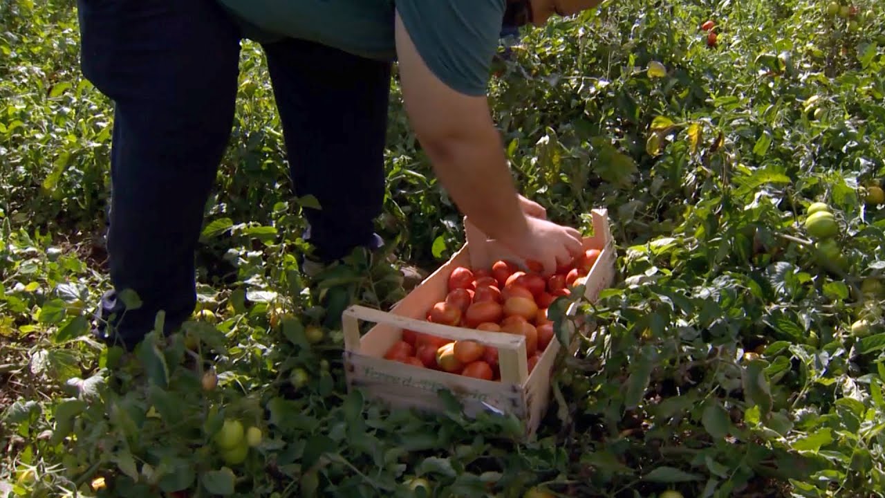 CIVEZZANO, ALTA VALSUGANA: AGRICOLTURA, SOLIDARIETÀ ED INCLUSIONE
