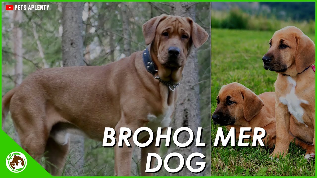 The Broholmer Dog - The Cutest Dog You've Never Heard Of
