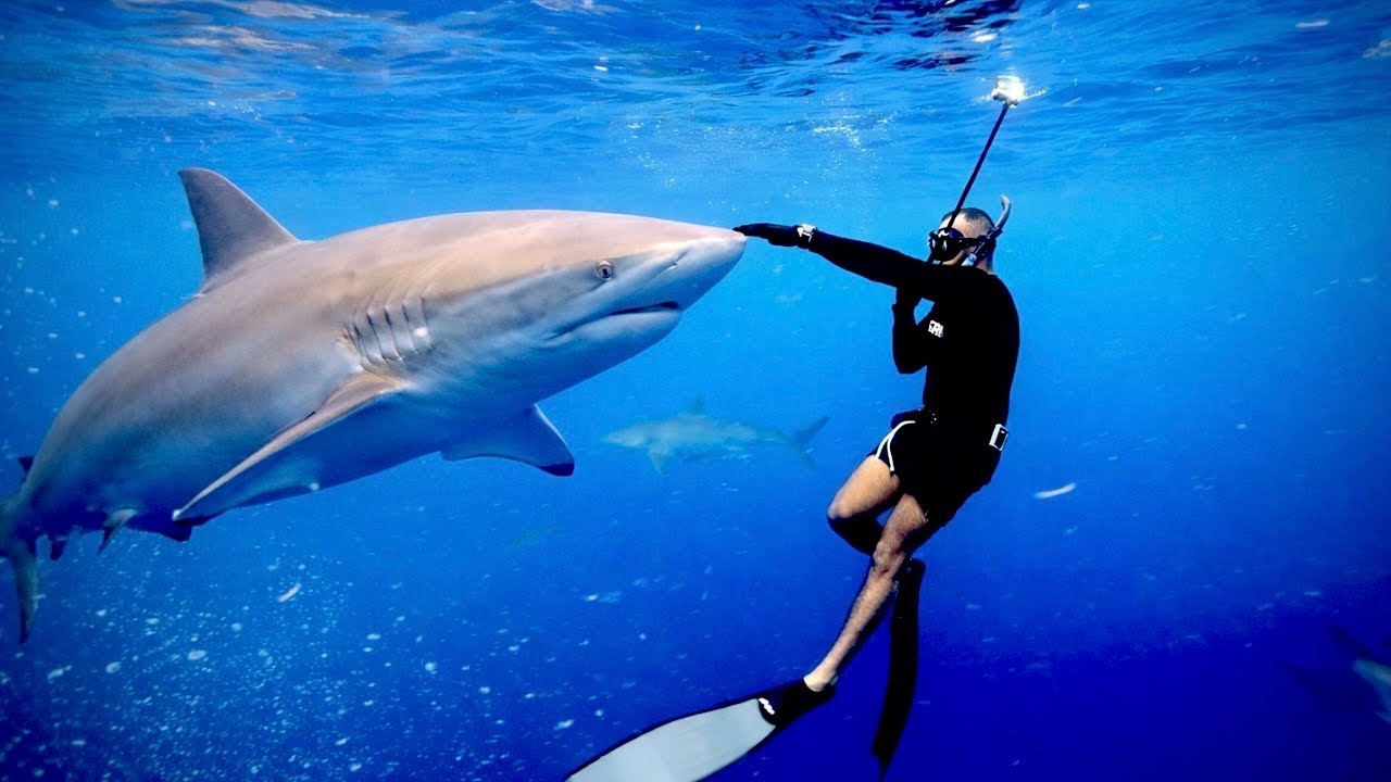 واجهت أشرس أنواع القروش - النتيجة ما توقعتها!🦈