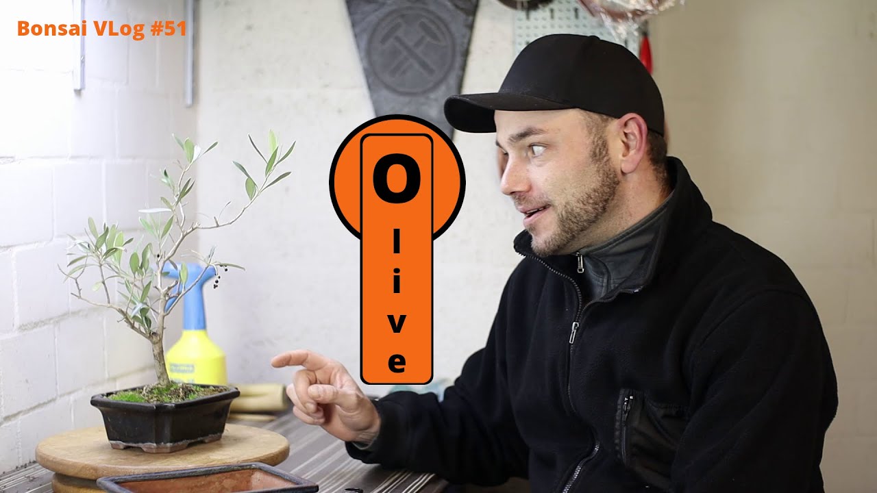 Der Supermarkt Bonsai - Ölbaum/Olive (Olea europaea) [Umtopfen & zurückschneiden] | Bonsai VLog #51