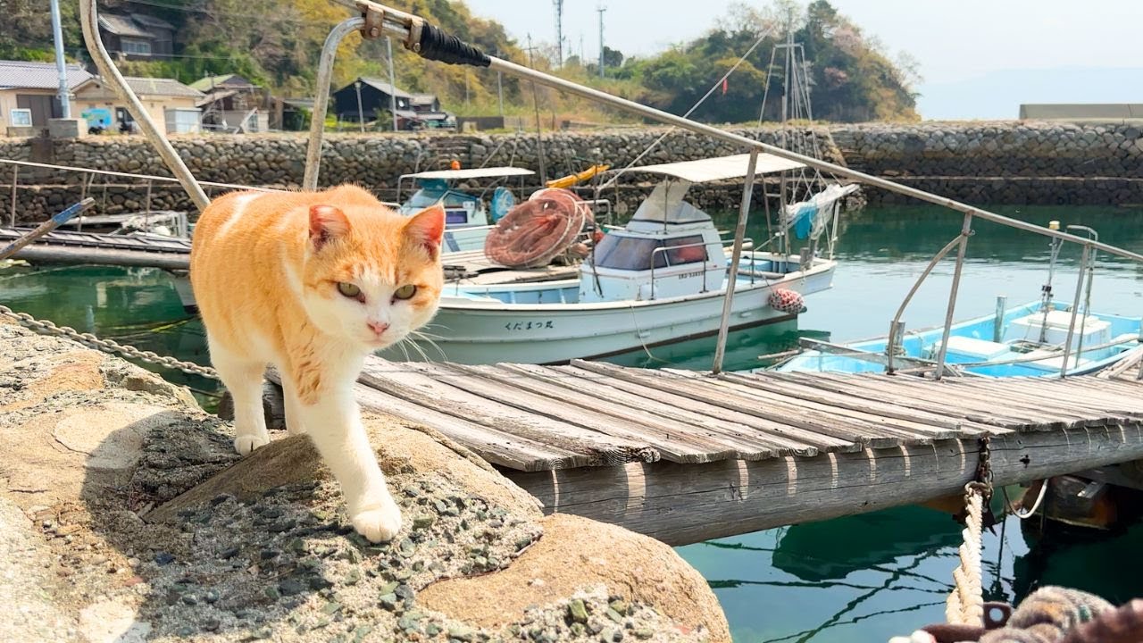 I Visited a Quiet Japanese Cat Island 🐱 | Home to Senior Cats | Aoshima Island |