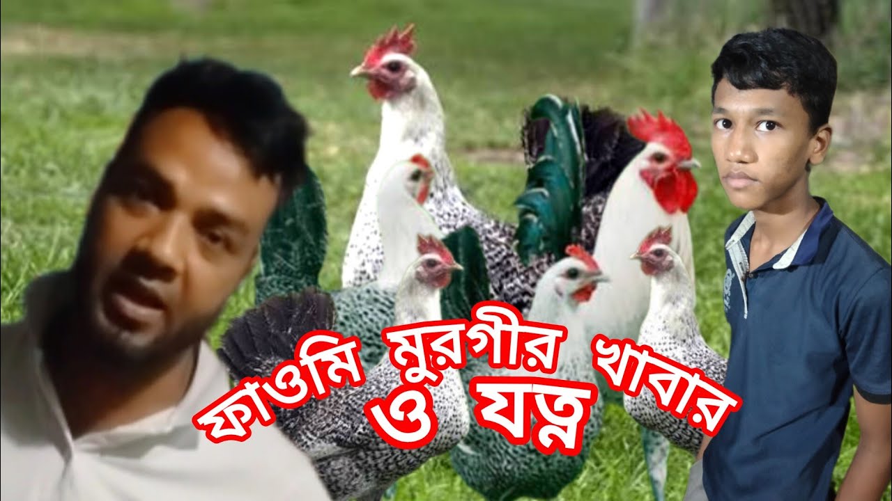 মিশরীয় ফাওমি মুরগীর খাবার ও যত্ন কিভাবে নিবেন। Birds Hill