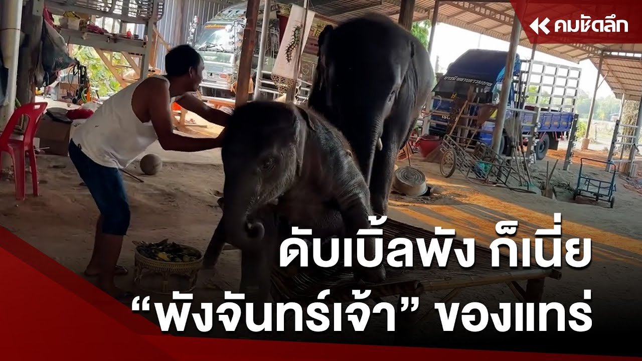 เอ็นดูดับเบิ้ลพัง ก็เนี่ย 