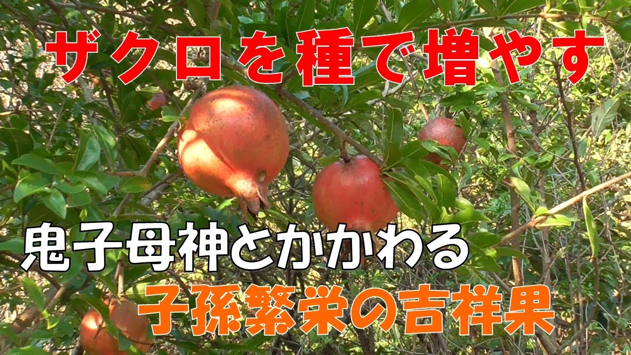 ザクロの種をまきました。発芽は簡単ですが、結実には時間がかかります。