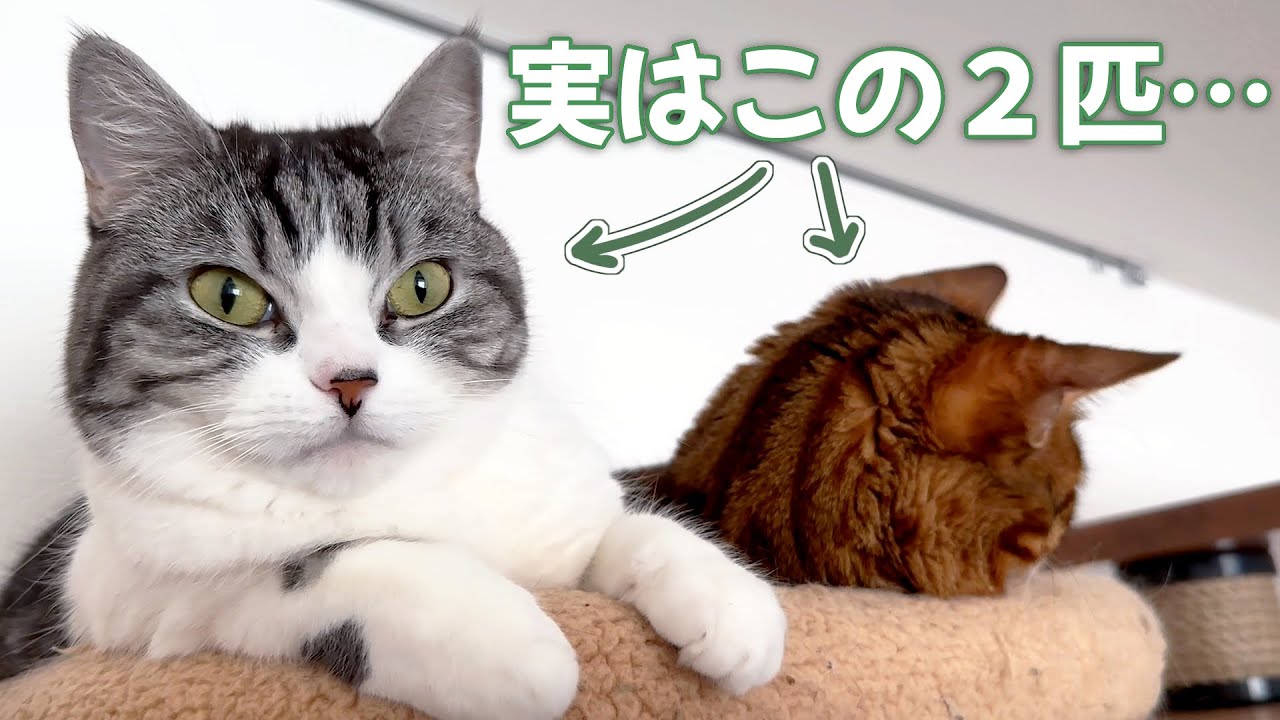 意外と仲良しな猫たち