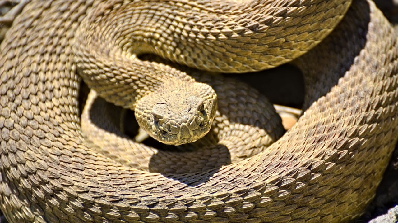 VLOG: Finding Prairie Rattlesnakes in Alberta