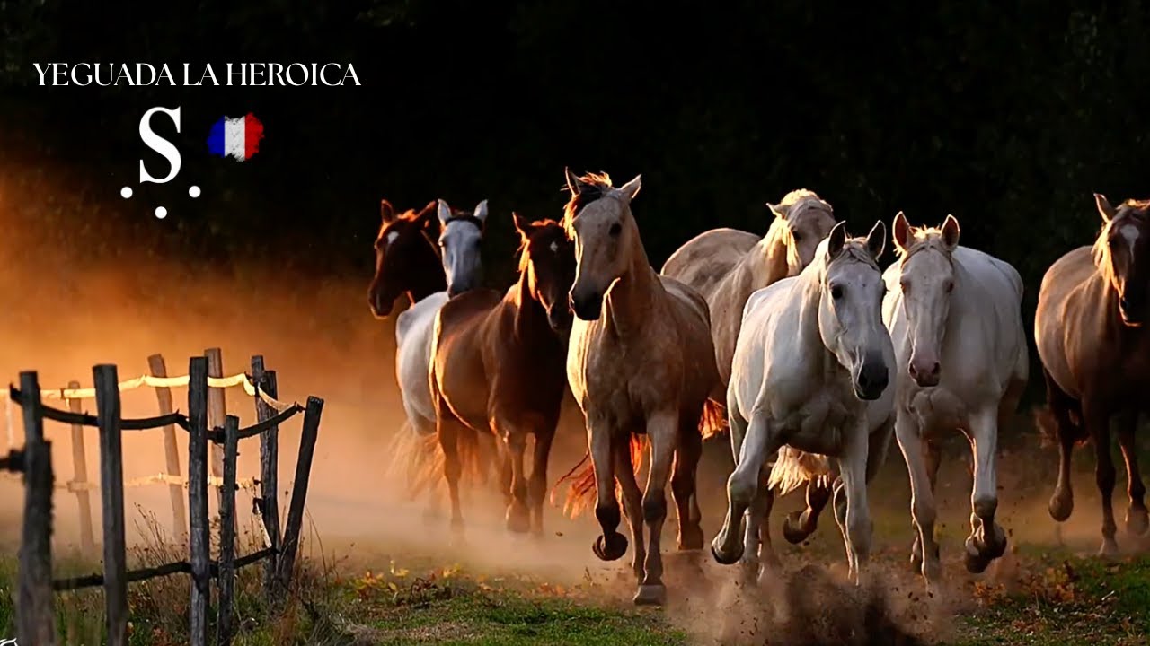 YEGUADA LA HEROICA: CABALLOS PURA RAZA ESPAÑOLA DE CAPAS DILUIDAS (2025)