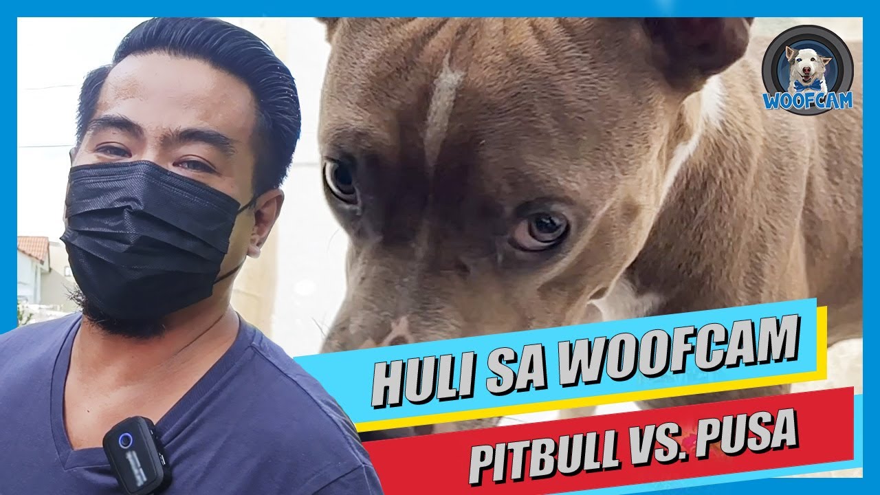 WOOFCAM: Pitbull vs Pusa (dog killed a cat)