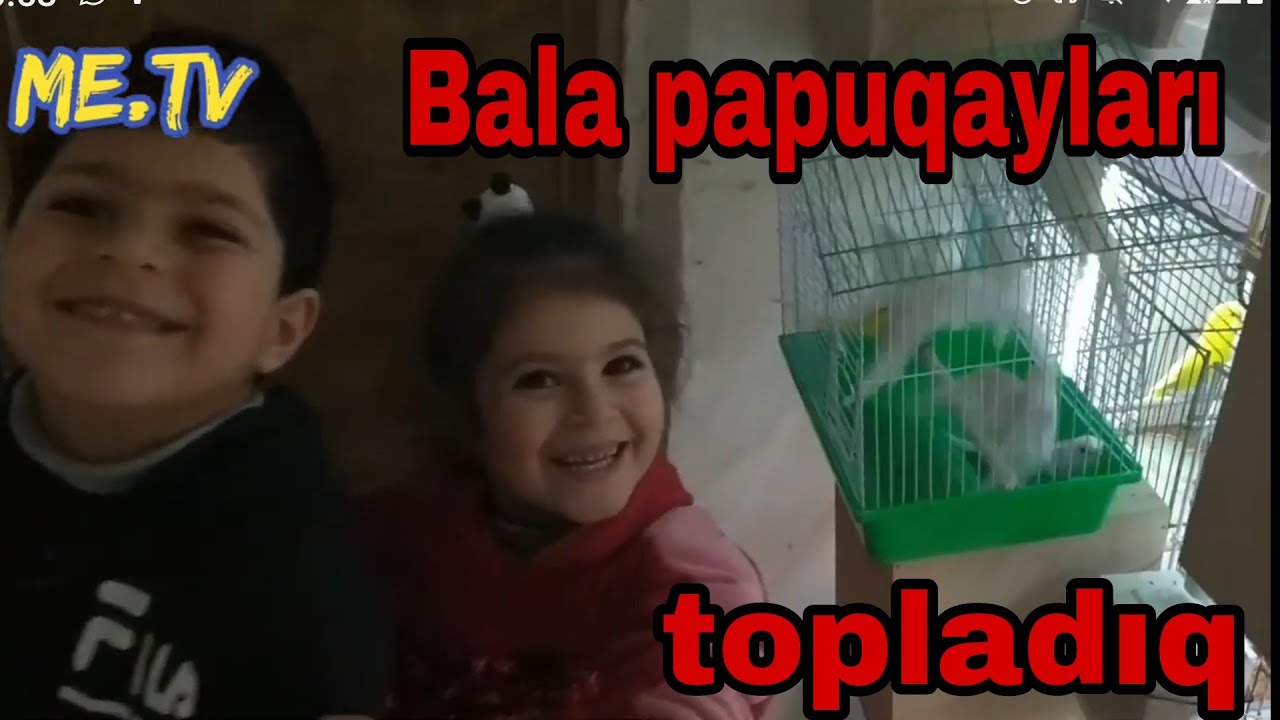 Bala papuqaylar yemə düşdülər .#papuqay