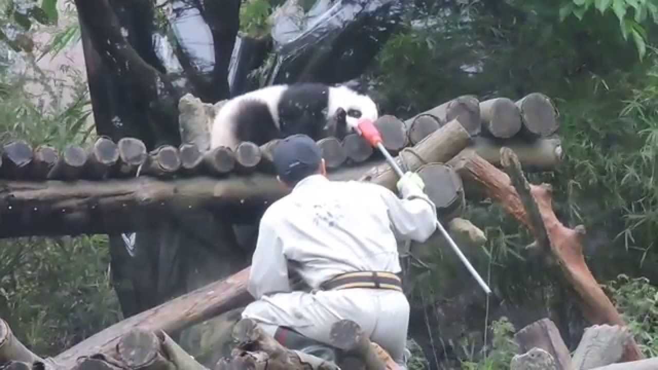 20140420彪拔拔收貓記Giant Panda Yuan Zai