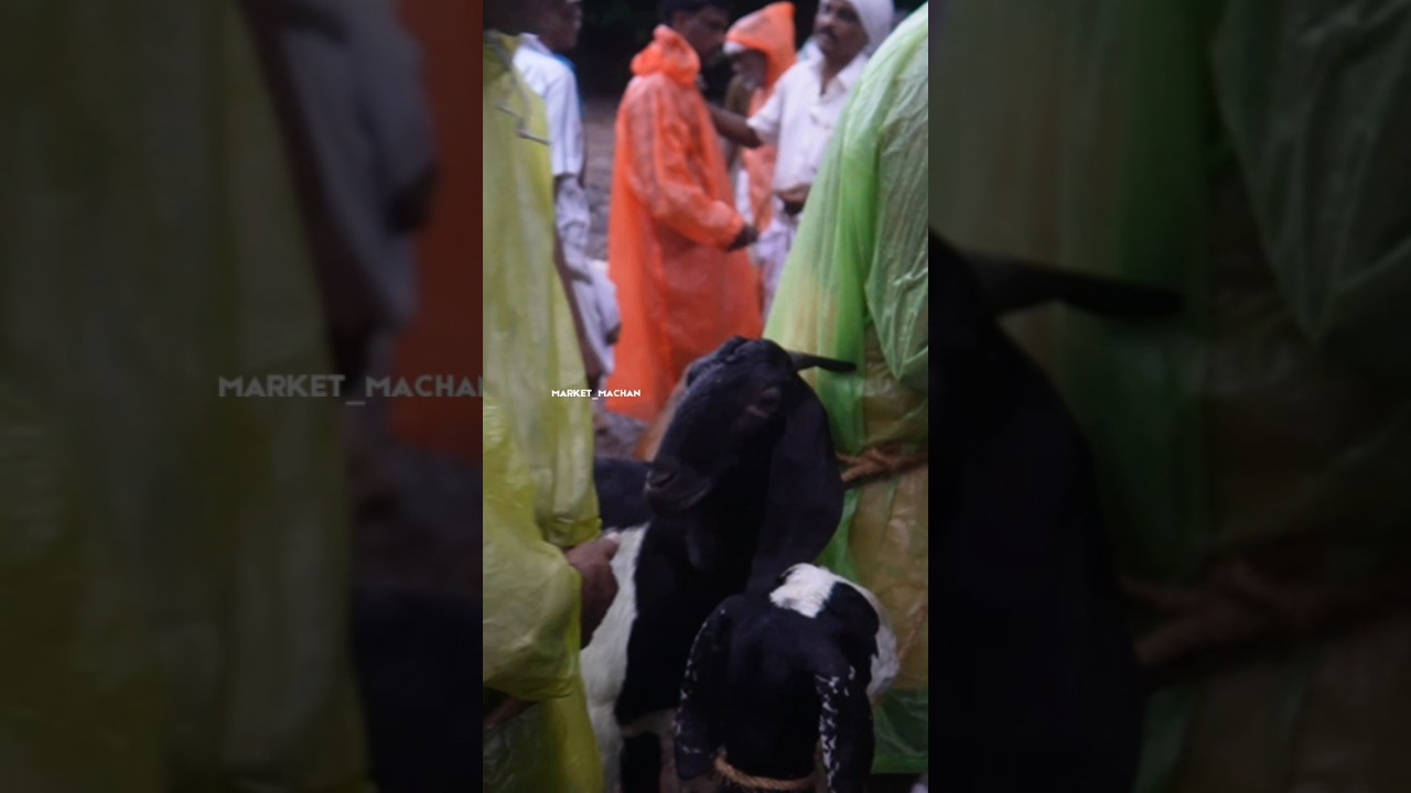 ₹ 6500 രൂപക്ക് Goat market in Kerala 