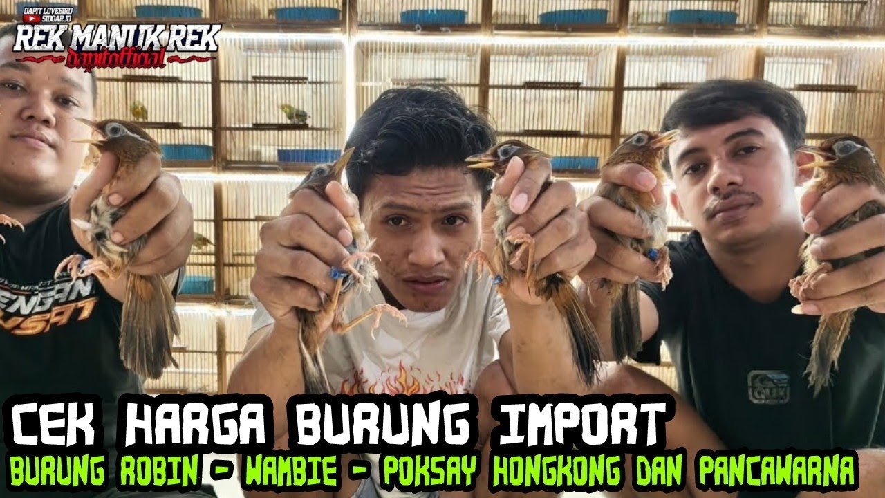 UNBOXING BURUNG IMPORT ROBIN - WAMBIE - POKSAY HONGKONG DAN PANCAWARNA