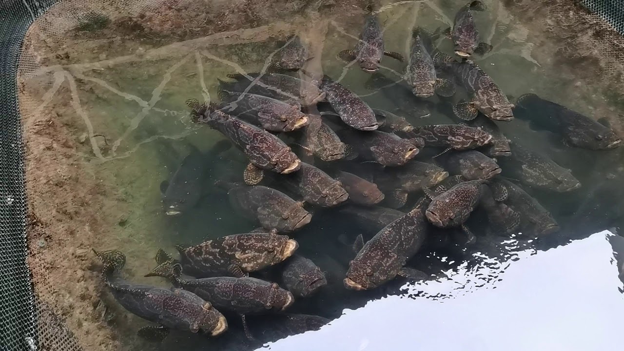 Ternakan Ikan Dalam Sangkar(ShowFish) Di Langkawi.