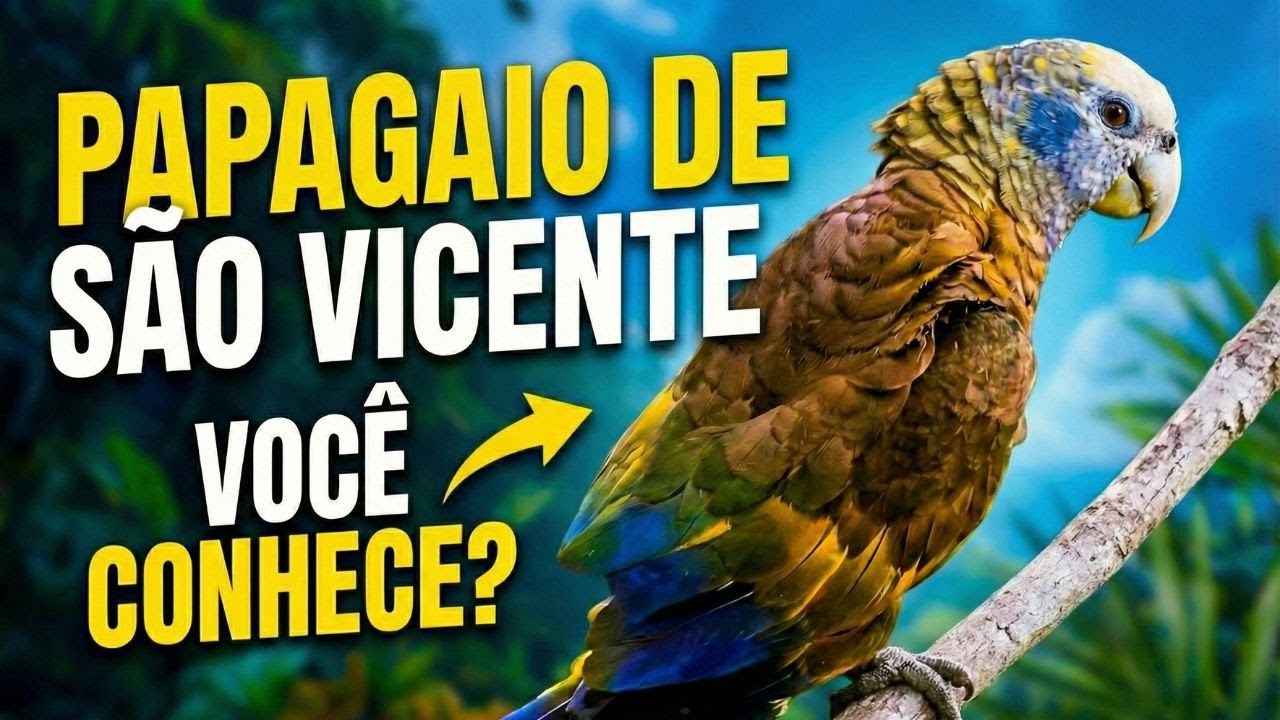 O Papagaio Mais Raro do Caribe: Papagaio-de-São-Vicente