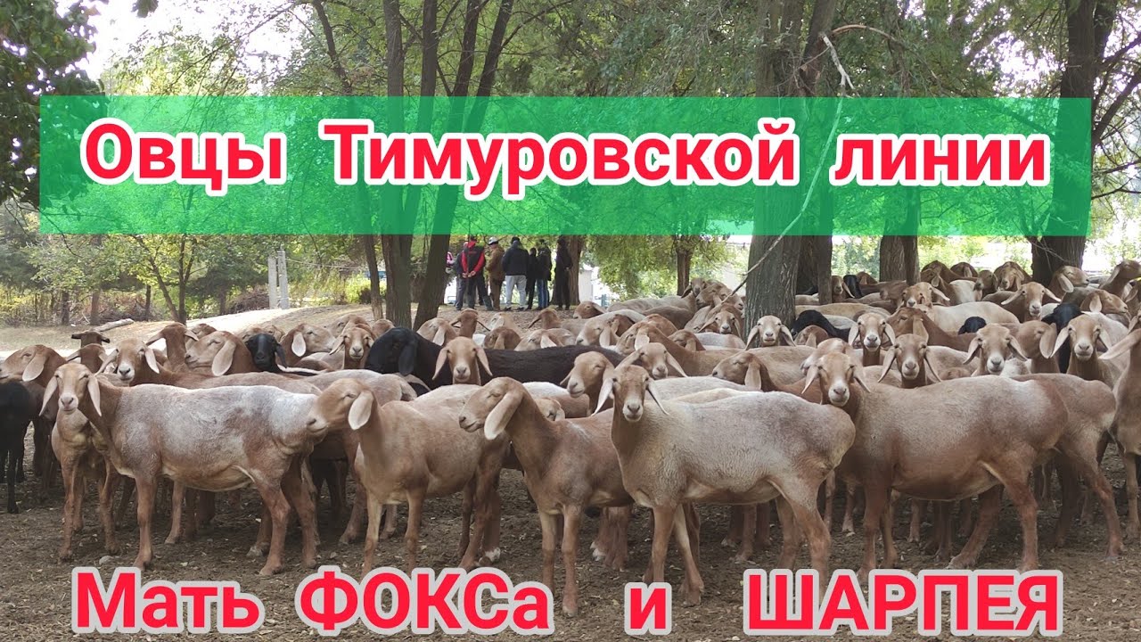 КАНТтагы Тимур Турумбетовдун ЭЛИТА КОЙЛОРУ || ФОКС, ШАРПЕЙ кочкорлорунун энеси гигант экен
