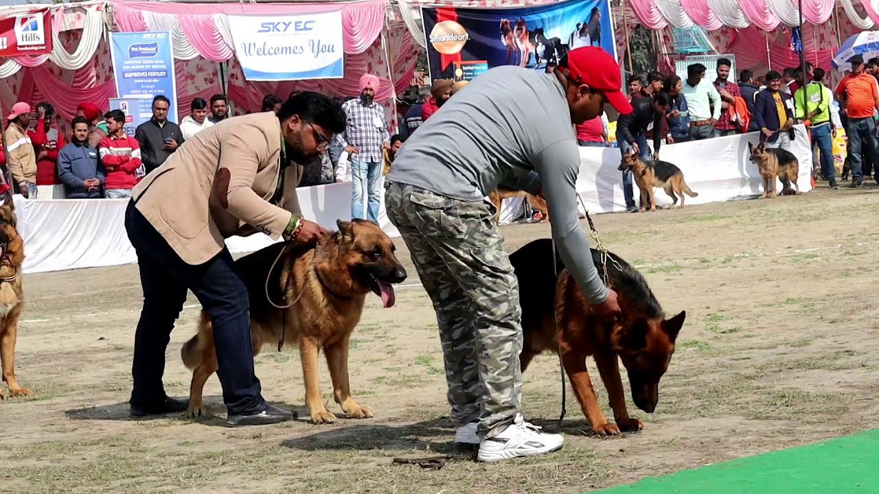 GERMAN SHEPHERD SPECIALTY || DOG SHOW IN INDIA || KCI DOG SHOW || KENNEL CLUB KARNAL || SCOOBERS