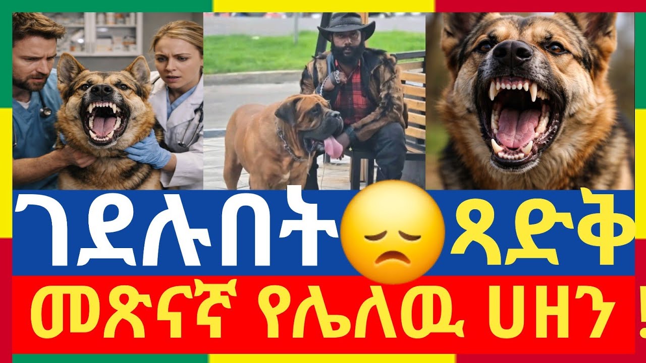 #መጽናኛ_የሌለዉ_ሀዘን ልብ ሰባሪዉ ቪዲዮ #ምረጥ_ብለዉ_ገደሉብኝ“ጻድቅ ሰው ለእንስሳው ነፍስ ይራራል፤ የኀጥኣን ምሕረት ግን ጨካኝ ነው።”ምሳሌ 12፥10 😞😞