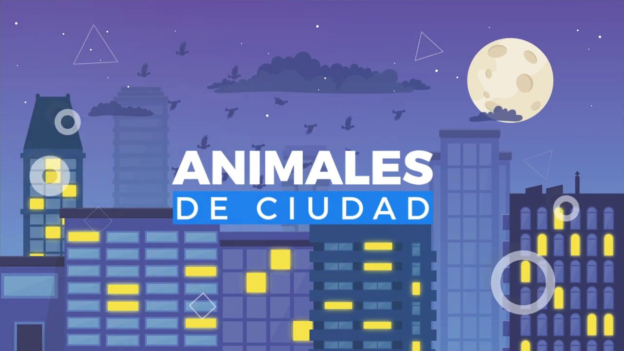 Animales de Ciudad: La Paloma Brav&iacute;a
