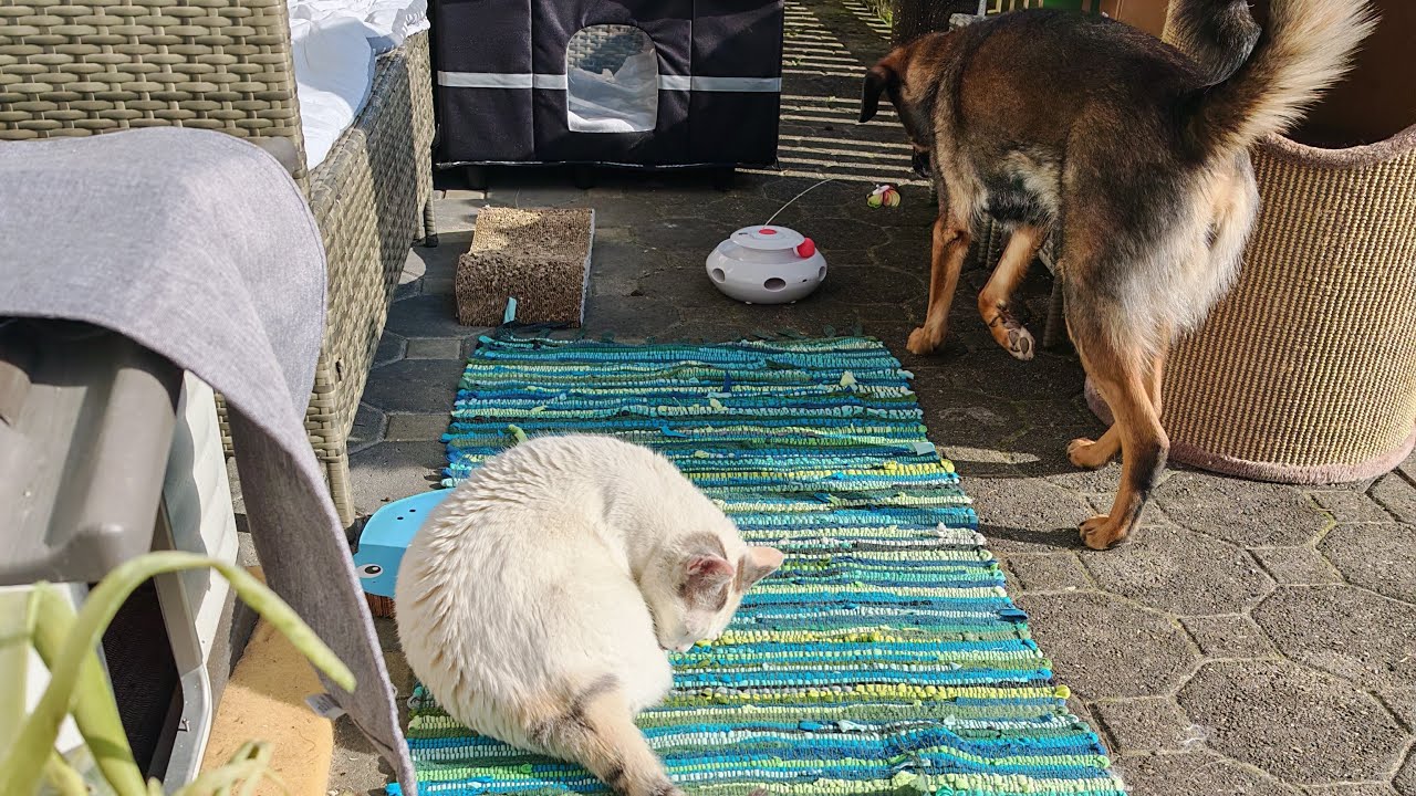 Sonne!!!! 🌞Nachmittags Katzen beobachten. Abends Salat und Radieschen aussäen.