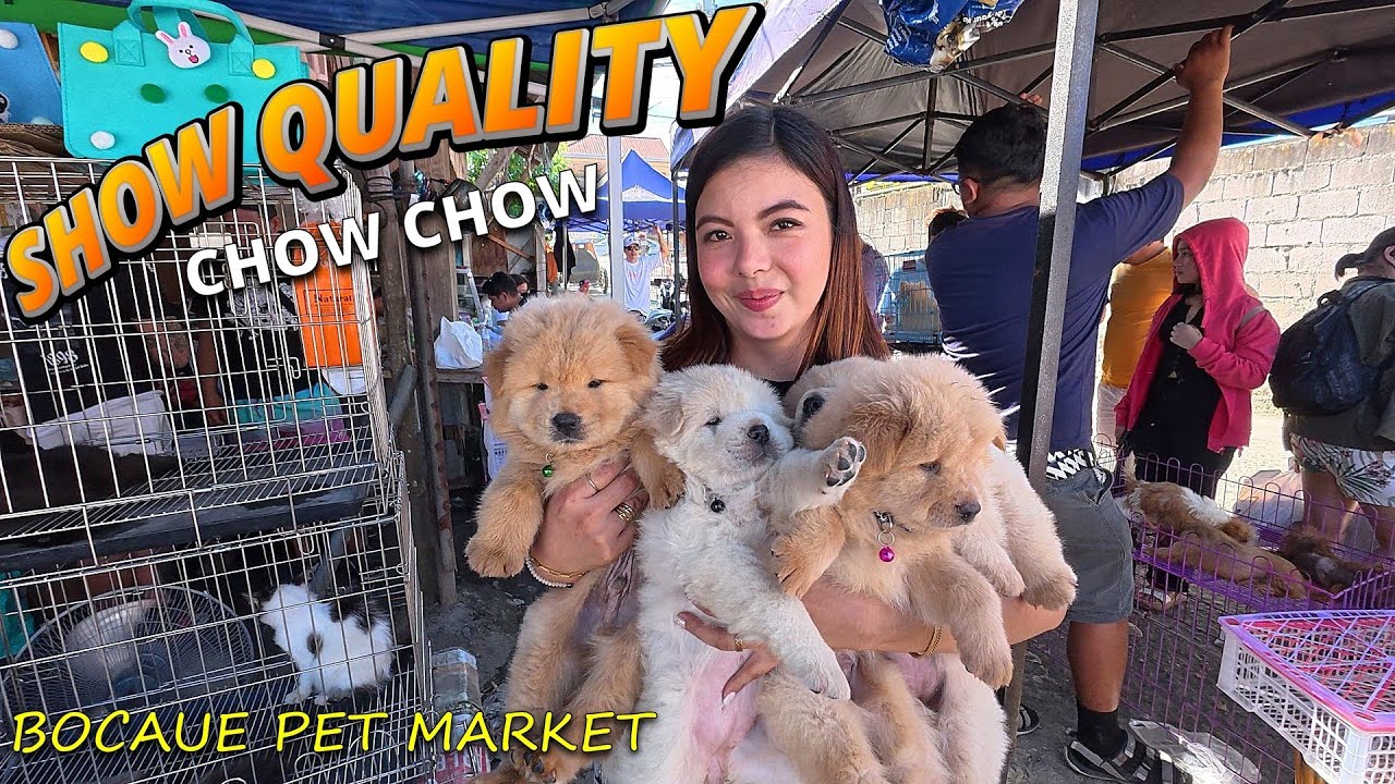 PANG SHOW QUALITY NA CHOW CHOWS! Dagsa ang Tao sa Bocaue Pet Market