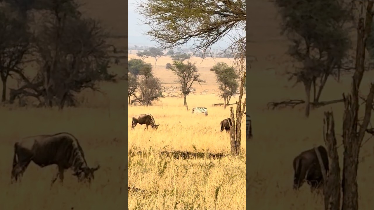 Camping in the midst of Serengeti with wild life sighting #flaminggo