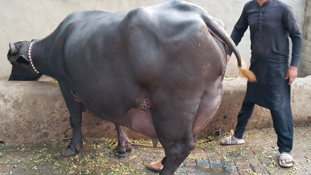 Watch 24 KG dodh buffalo for sale on Arifwala 03006537323 -20-10-2025