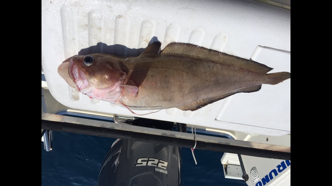 P&ecirc;che &agrave; la mostelle en d&eacute;rive