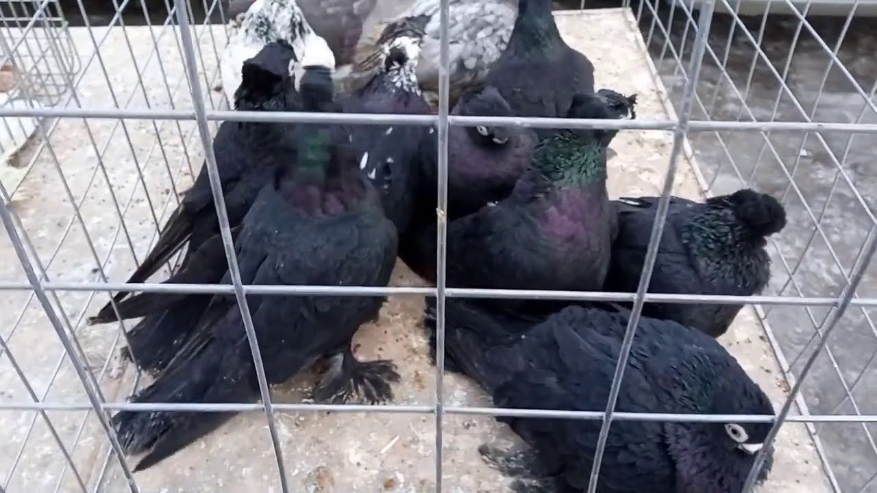 14.03.2021 Ярмарка голубеводов в г. Самара. Олег Костяков, Fair of pigeon breeders in Samara.