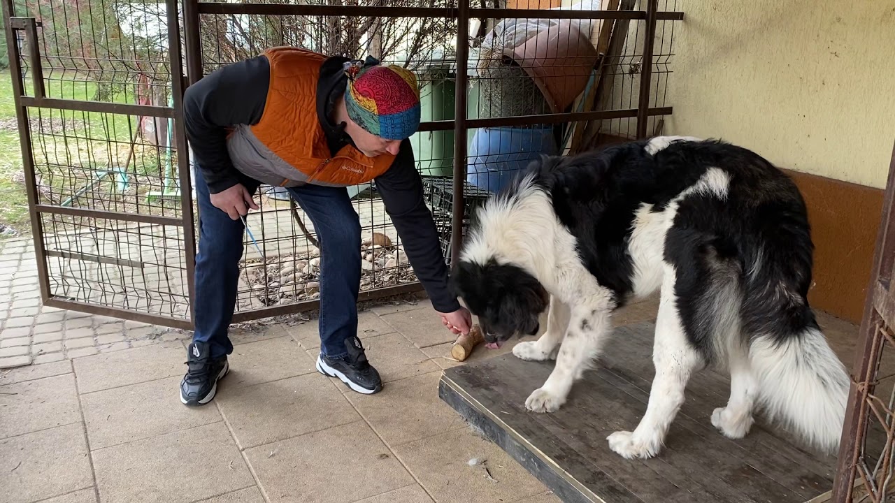 Ciobanescul de Bucovina arata o capacitate de adaptare foarte buna .