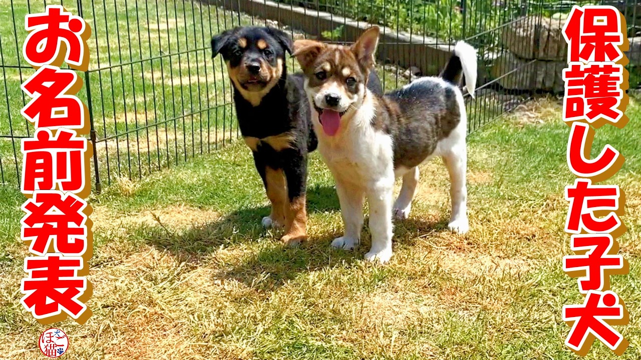 【保護犬　子犬　元繁殖猫】保護した子犬のお名前発表♪＋おまけコーナー
