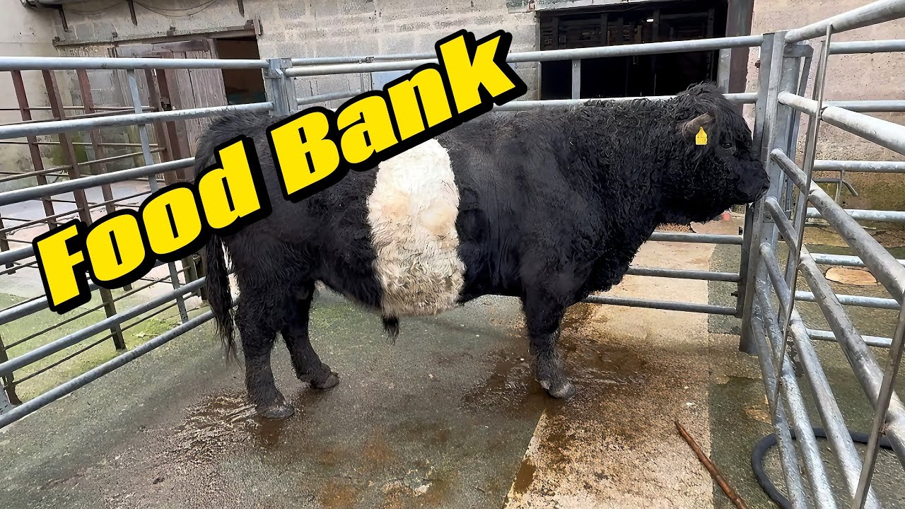 Farm Life In Action: Gisburn Market & Sending Products to Charlotte Ashley's Food Bank