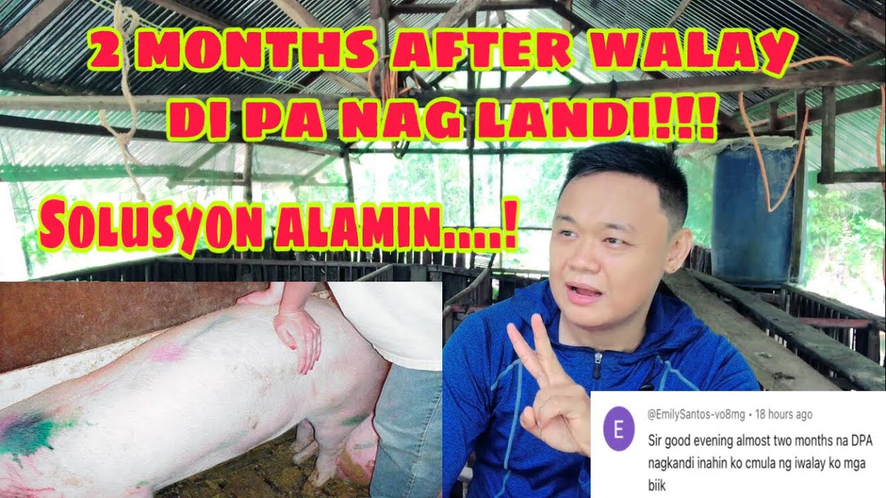 Anong dapat gawin sa inahing baboy na matagal maglandi after walay | Ryan Patenio