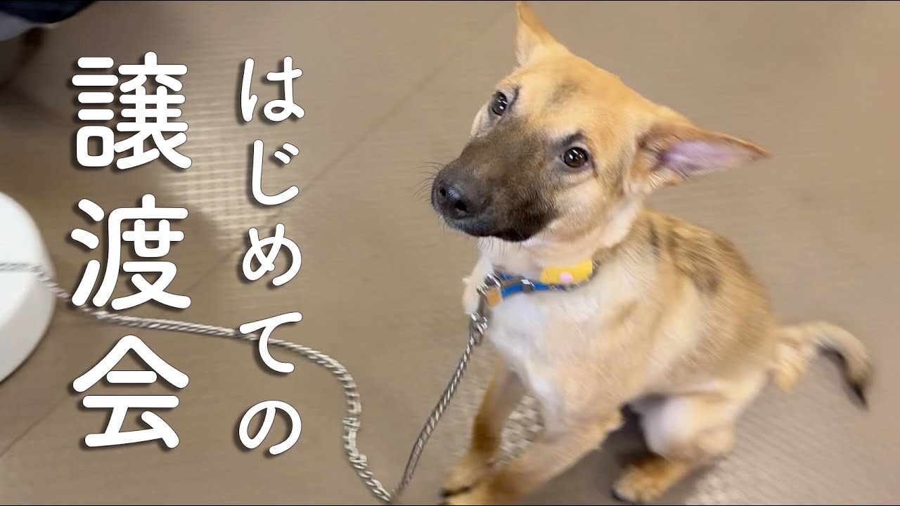 はじめての譲渡会。野犬の子犬が迎えた“結果”のご報告