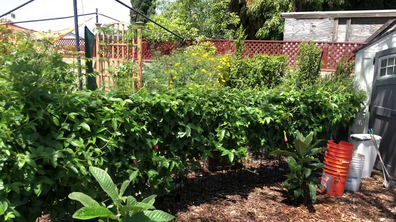 Beautiful private backyard Orchard in San Diego