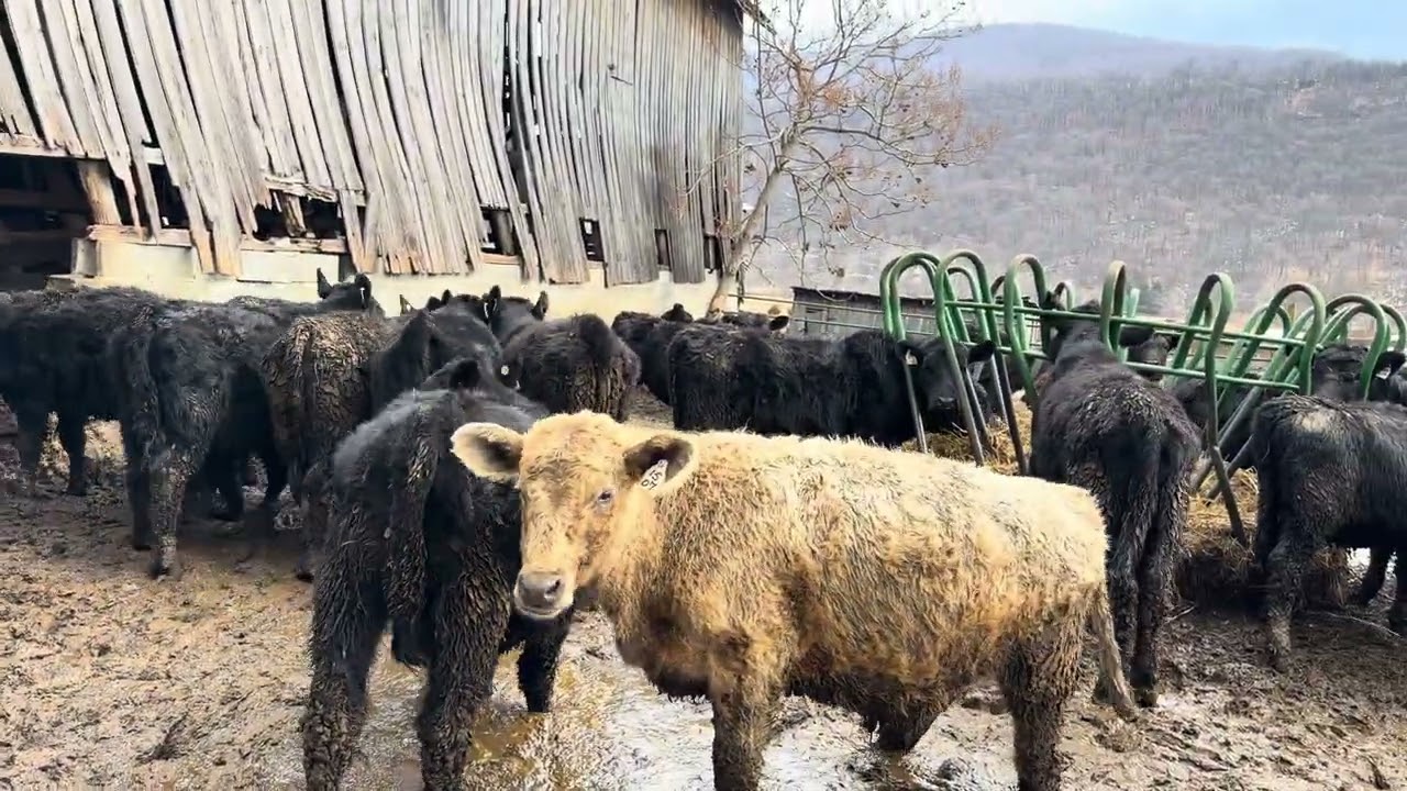 Bensenhaver cattle 1