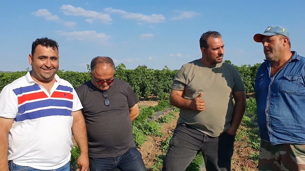 AKHİSAR YAKAN BİBERİ RESMEN TONAJDAN YIKILIYOR