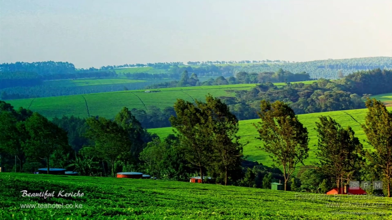Paradise Green - Beautiful Kericho