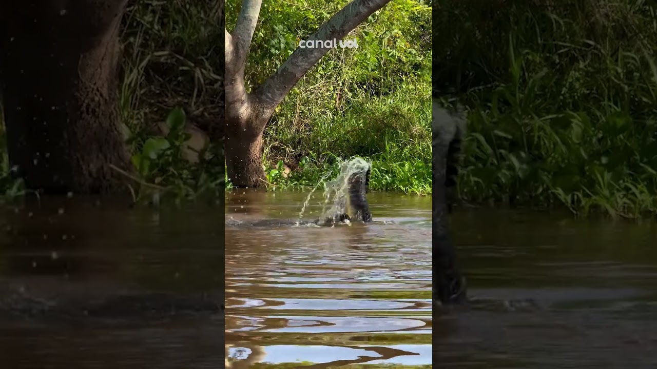 Bi&oacute;logos flagram momento exato em que on&ccedil;a ataca jacar&eacute; no Pantanal de Mato Grosso; veja v&iacute;deo