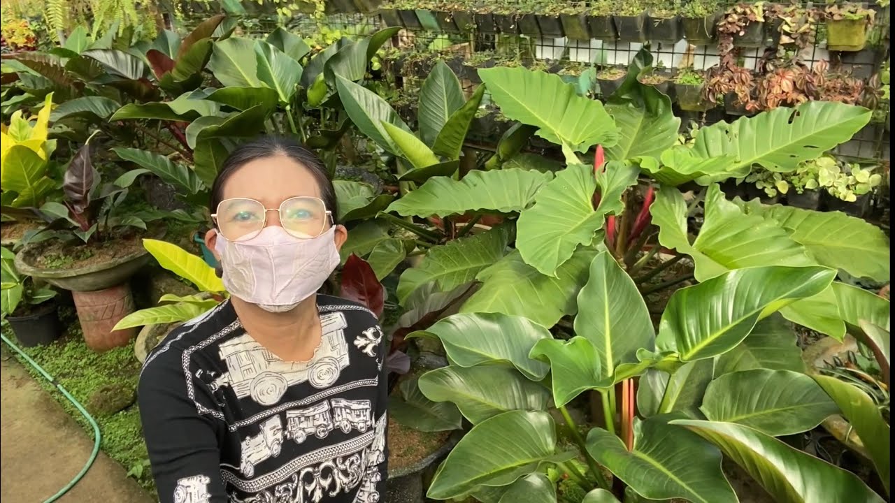 Plantita Journey Vlog #143 || Superb Philodendron galore at Cora’s Hidden Farm. 🌿🌱🤗❤️