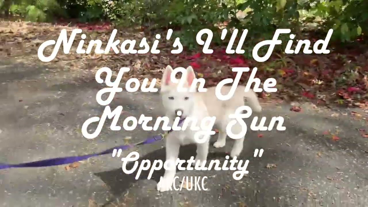 Introducing Opportunity