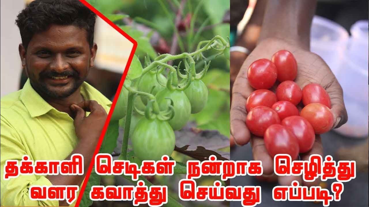 தக்காளி செடிகளில் நிறைய தக்காளிகள் காய்க்க? GROW TOMATOES NOT LEAVES,EASY TOMATO HACKS!