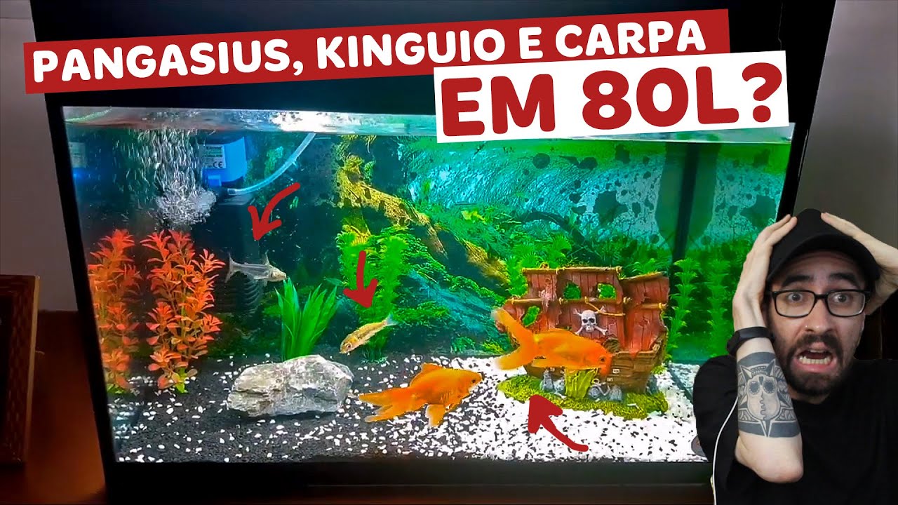 Reagimos ao AQUÁRIO DE 80 LITROS COM KINGUIO, PANGASIUS E CARPA do Brian