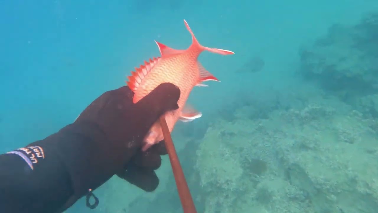 #القرش #غوص_حر #صيد_سمك #البحر #مغامرة#غوص #صيد #حياة_البحر #SeaLife #Freediving #Spearfishing