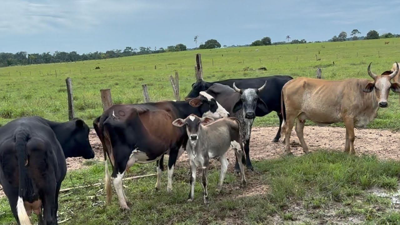 ESTAMOS PROCURANDO O BEZERRO DA MINHA VACA QUE DESAPARECEU 