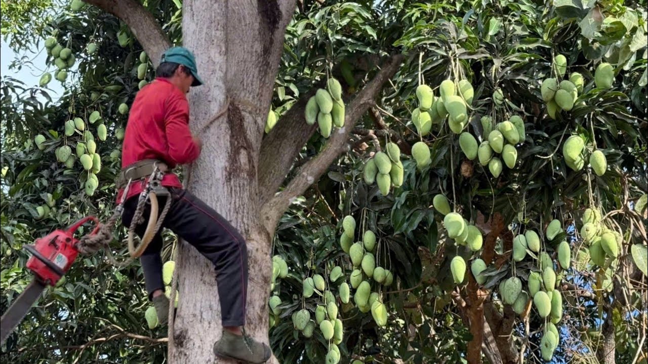 Cưa cây xoài siêu trái ,Gần nhà , Gần dây điện , Cưa cây kỷ thuật cao