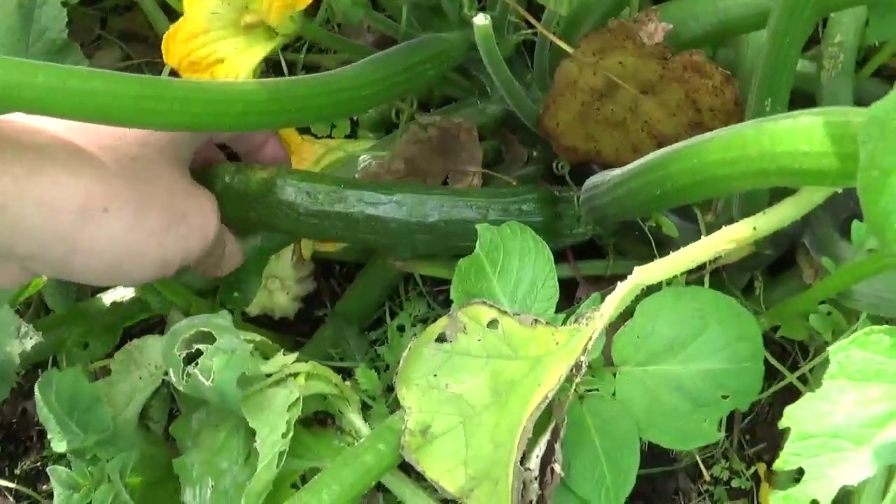La grande butte Octobre 2019 #Permaculture