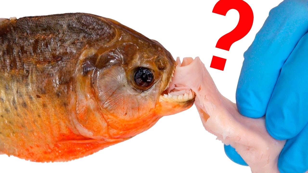 Qué Hay Dentro de una Piraña roja disecada?